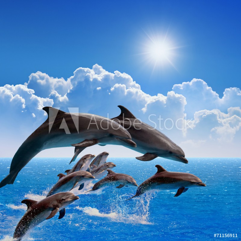 Afbeeldingen van Jumping dolphins